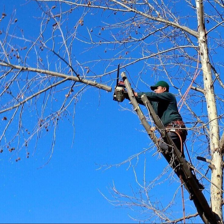 worker using chainsaw to trim off branch