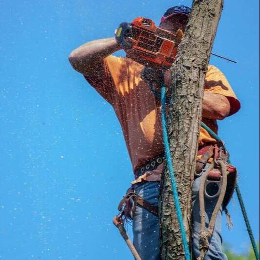 man harnessed to tree using chainsaw to cut a section down